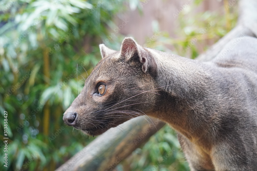 Obraz premium Fossa
