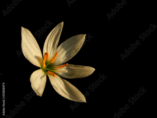 Autumn zephyrlily White rain lily in bloom isolated on black
