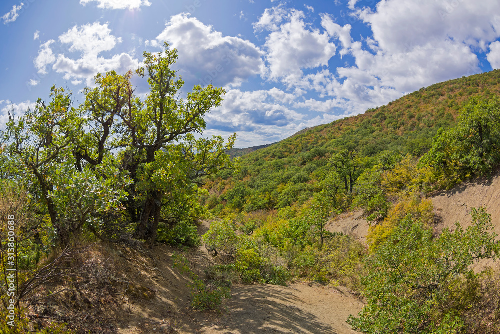 Forest in the Crimean mountains. Forest in the Crimean mountains.