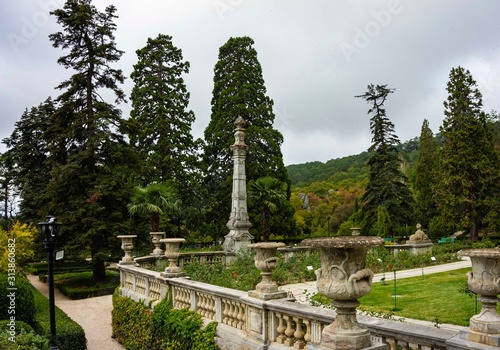 Giant sequoiadendron or giant sequoia or giant mahogany against cloudy sky in front of entrance to territory of Massandra Palace in Crimea. Yalta, Crimea, Russia ,September, 2019: 