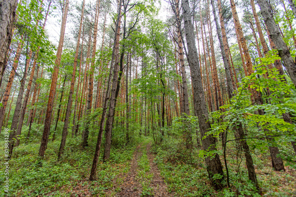 Fototapeta premium green forest in summer time