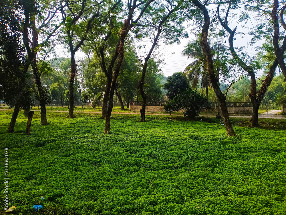 Picture of tree over green grass in Bangladesh Picture of tree over green grass in Bangladesh
