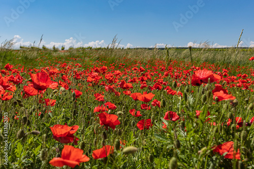 field of red poppies 