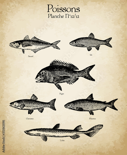 Gravures anciennes poissons N°12/12