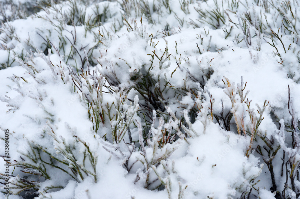 Blueberry bush covered with snow and ice in winter season Blueberry bush covered with snow and ice in winter season