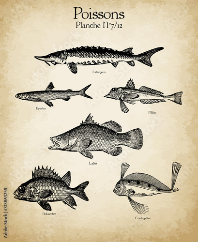 Gravures anciennes poissons N°7/12