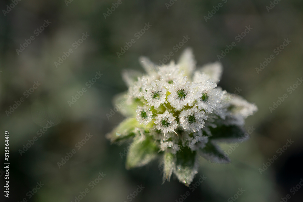flower garden in the winter flower garden in the winter