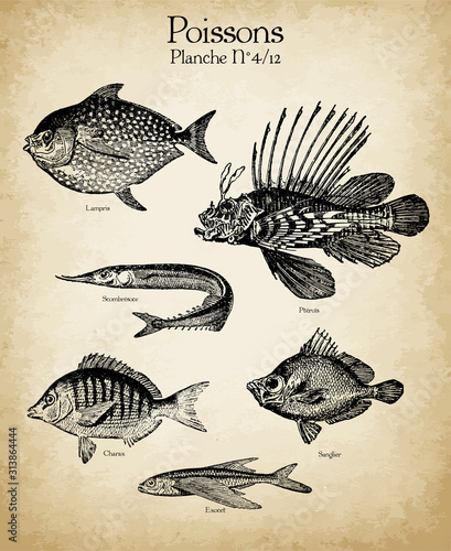 Gravures anciennes poissons N°4/12