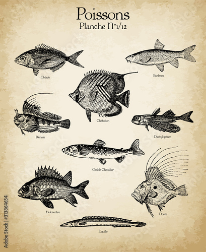 Gravures anciennes poissons N°1/12