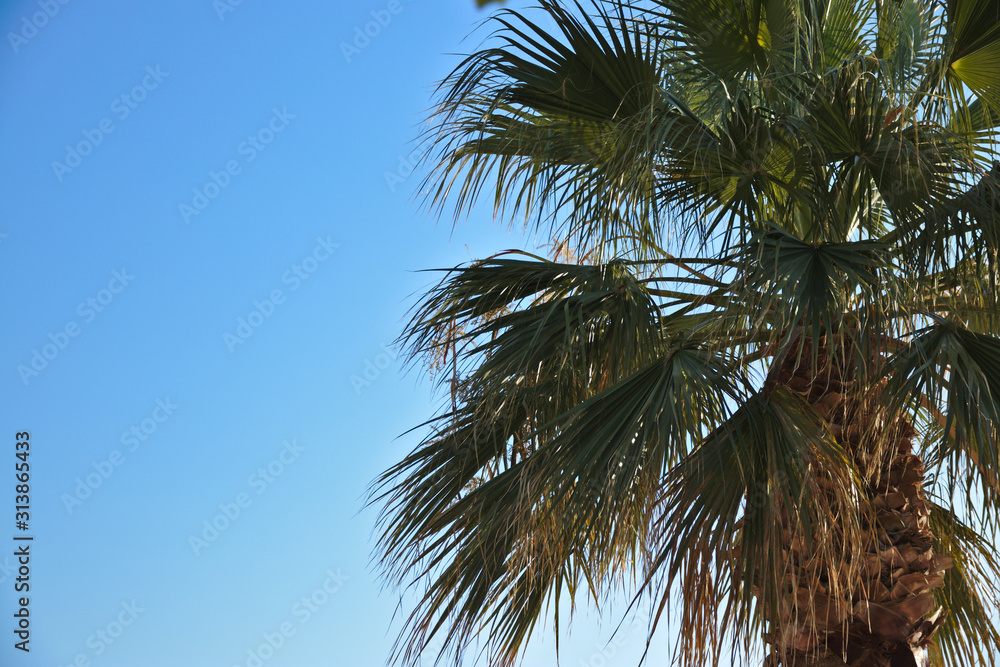 Palm tree with a blue sky background Palm tree with a blue sky background