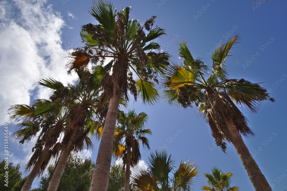 Obraz premium Palm trees bottom view with sky and clouds