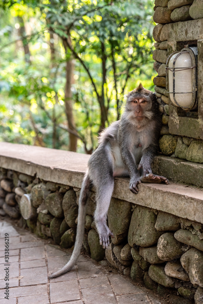 Monkey chilling