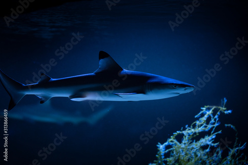 Nice big white shark in the dark nature danger fish aquarium hobby attack