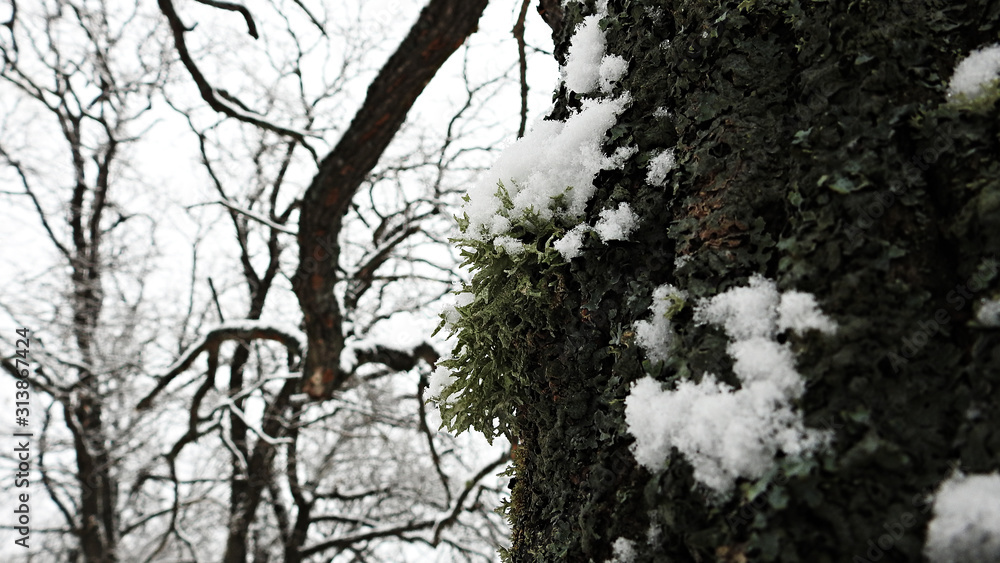 Fototapeta premium lichen in snow