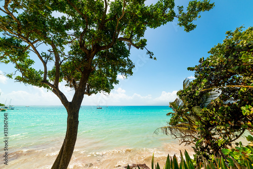 Trees by the sea in La Datcha beach in Guadeloupe