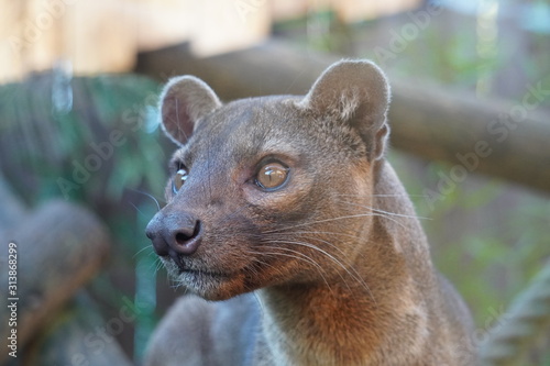 Fossa