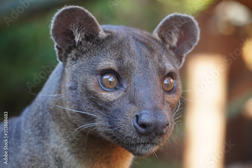 Fossa