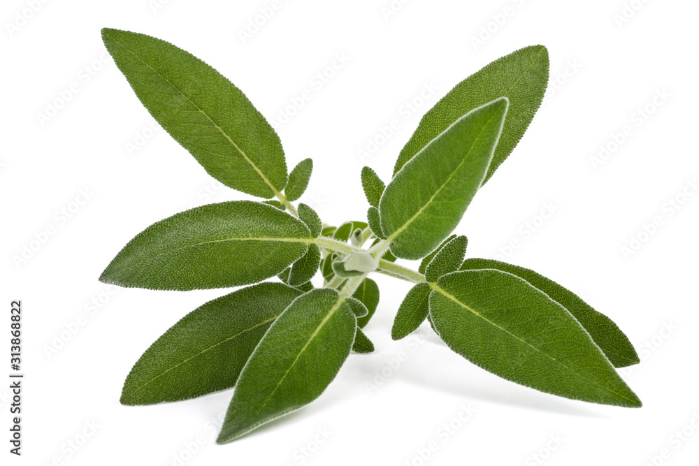 Obraz premium fresh sage