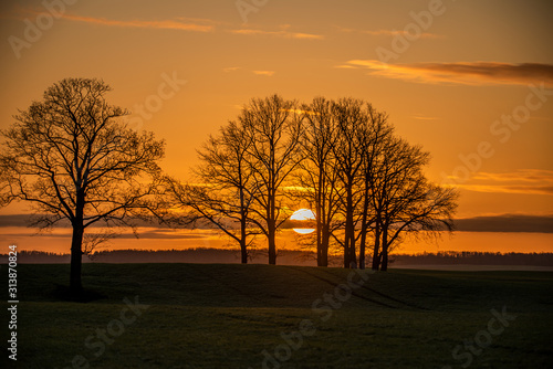 Striking sunrise. Sun is between the group of trees