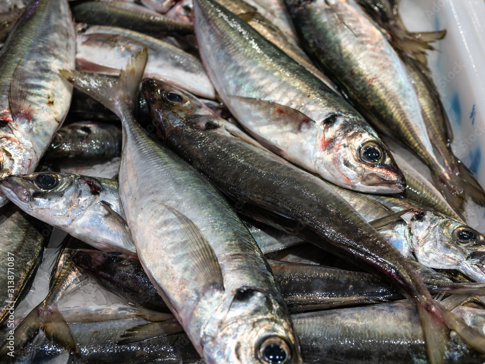 fresh mackerel fish on display fresh mackerel fish on display