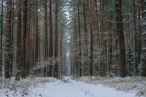 Snowy pine forest. Winter landscape