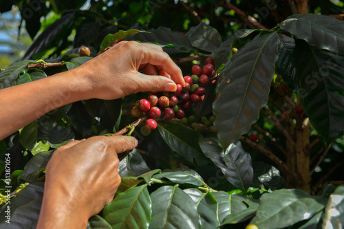 Close Up hand of farmers picking branch of arabicas Coffee Tree on Coffee tree at Nan Province Northern Thailand,Coffee bean Single origin words class specialty. photo