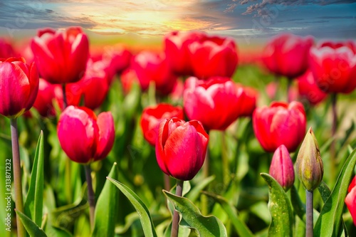 pole-czerwonych-tulipanow