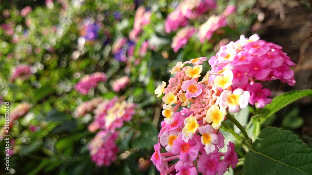 Obraz premium Close up pink Color lantana with blurred green leaf background.