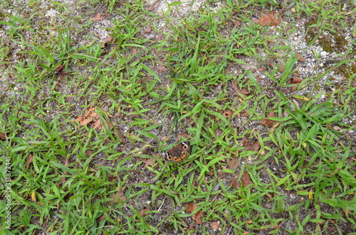 orange and brown butterfly in green grass