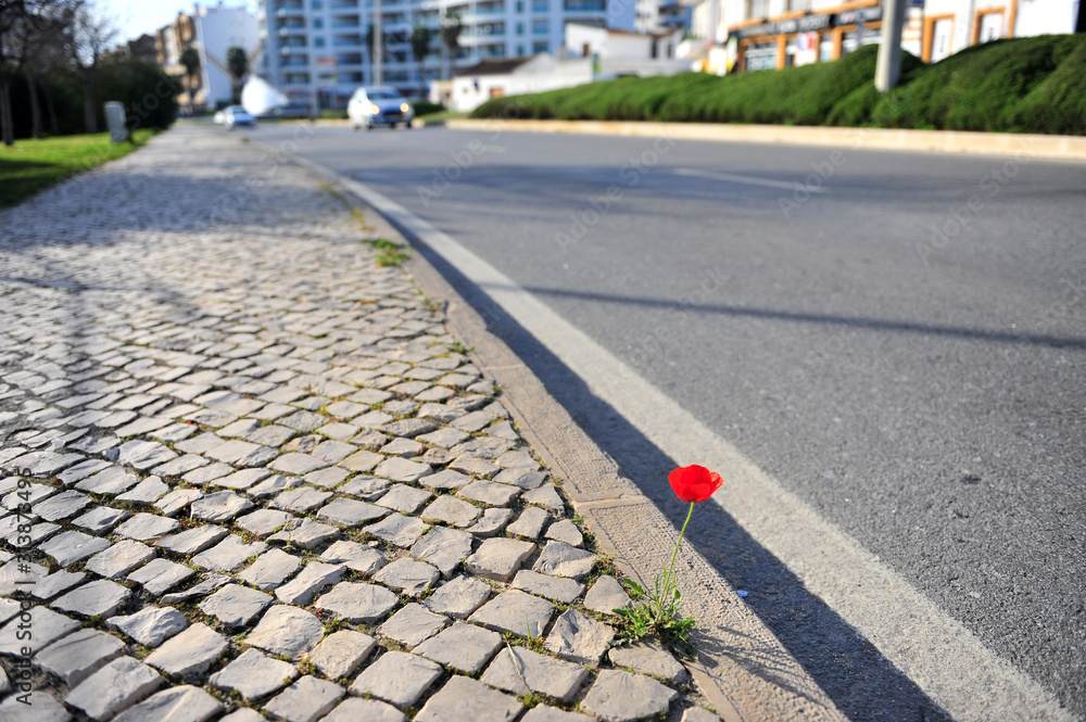 Obraz premium Red poppy flowers on the asphalt road with cars
