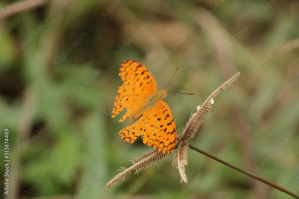 orange butterfly sitting on plant orange butterfly sitting on plant