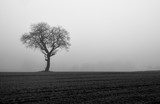 Bare tree in a meadow surrounded by strong fog. Black and white winter landscape