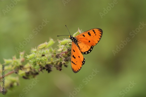 orange butterfly sitting on plant