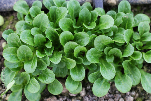Corn Salad, Field salad, Lamb's Lettuce (Valerianella locusta) in the garden, ready to cut. Close up,