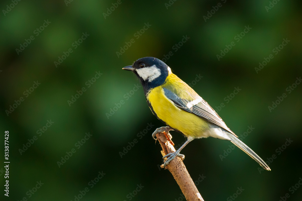 Fototapeta premium Great tit Parus major bird closeup