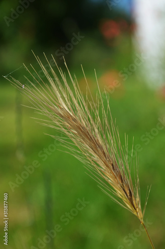 a golden ear of wheat