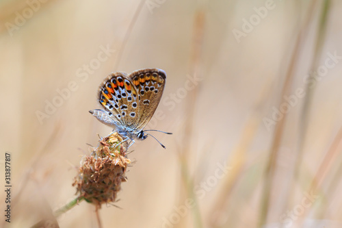 Plebejus argus silver-studded blue butterfly female closeup