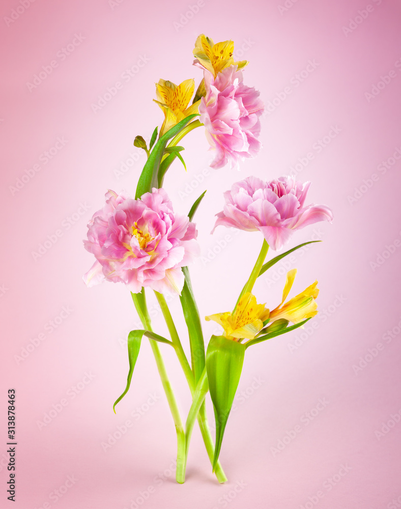 Pink tulip and yellow spring flowers on pink background. Pink tulip and yellow spring flowers on pink background.