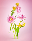 Pink tulip and yellow spring flowers on pink background.