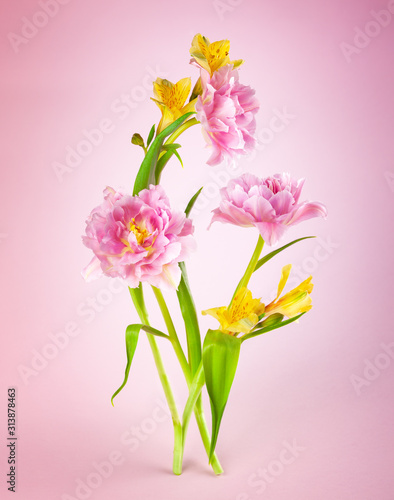 Pink tulip and yellow spring flowers on pink background.