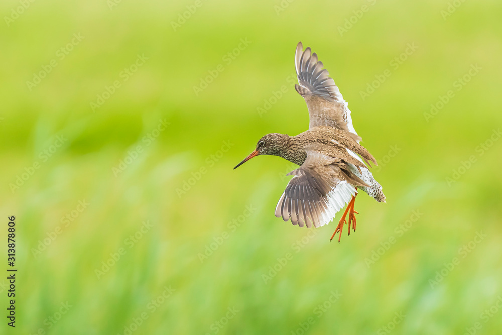 common redshank tringa totanus wader bird in flight common redshank tringa totanus wader bird in flight