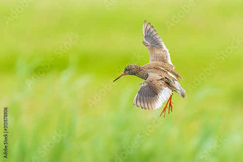 common redshank tringa totanus wader bird in flight