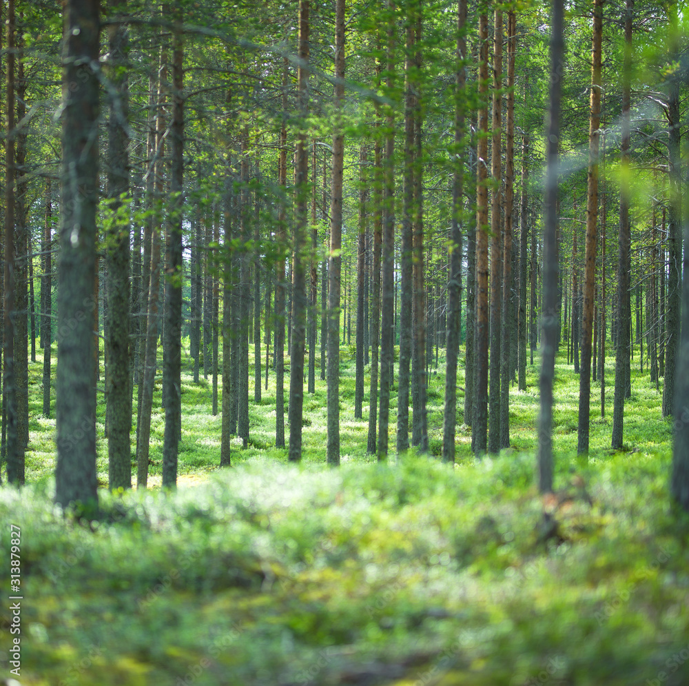 forest in spring forest in spring