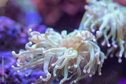 Close up of Green Torch Coral (Euphyllia glabrescens) flowing on tides