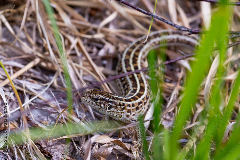 Viviparous lizard among dry grass Viviparous lizard among dry grass