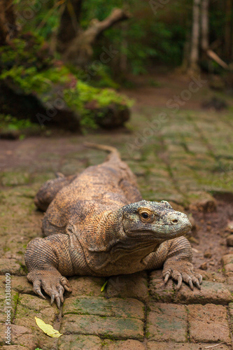 Komodo Dragon