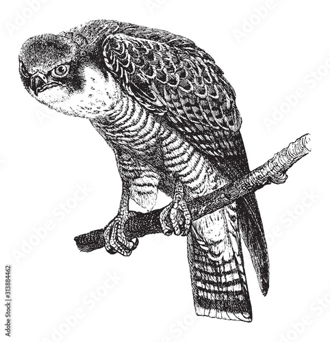Peregrine falcon (Falco peregrinus) / vintage illustration from Brockhaus Konversations Lexikon 1908