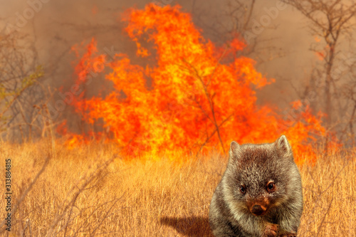 Composition about Australian wildlife in bushfires of Australia in 2020. Wombat with fire on background. January 2020 fire affecting Australia is considered the most devastating and deadly ever seen photo