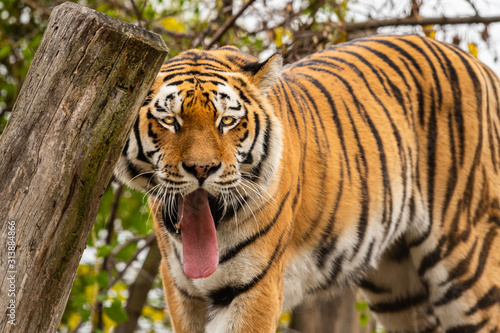 A tiger with open mouth walking in a zoo