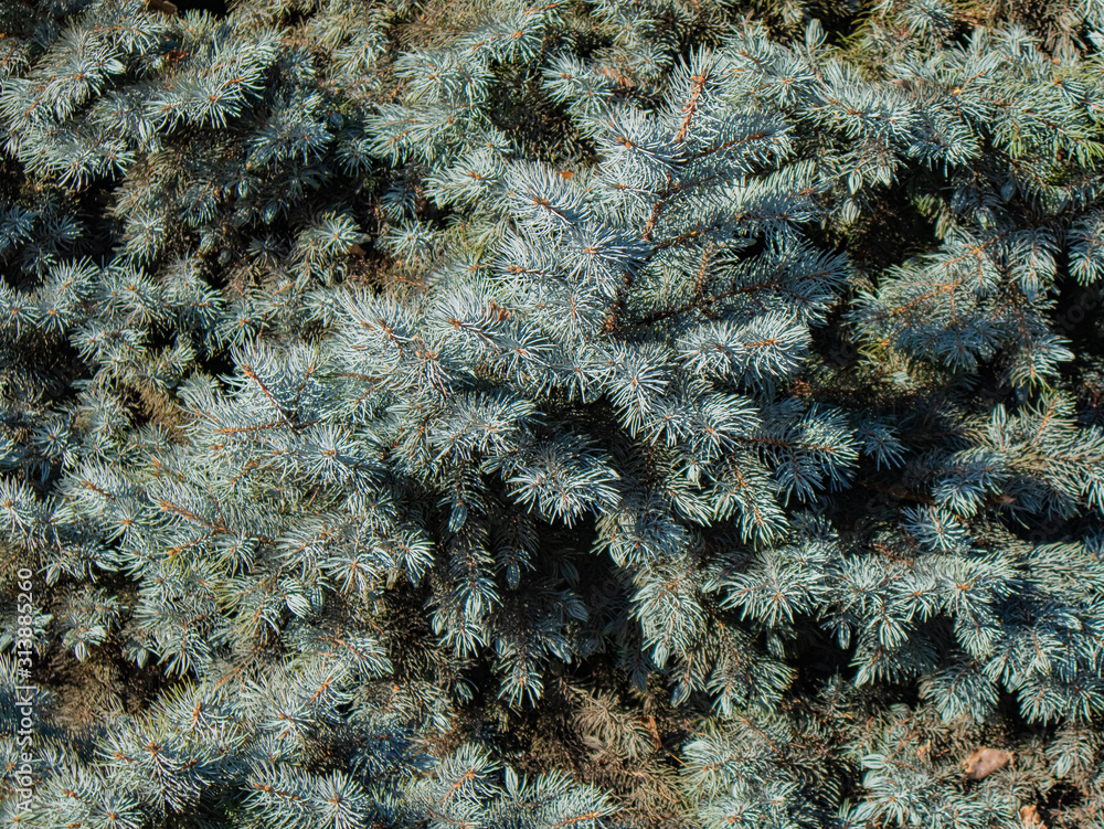 A Solid Carpet Of Paws, Needles And Branches Of Blue Spruce. Perhaps The Use Of Creating Compositions
